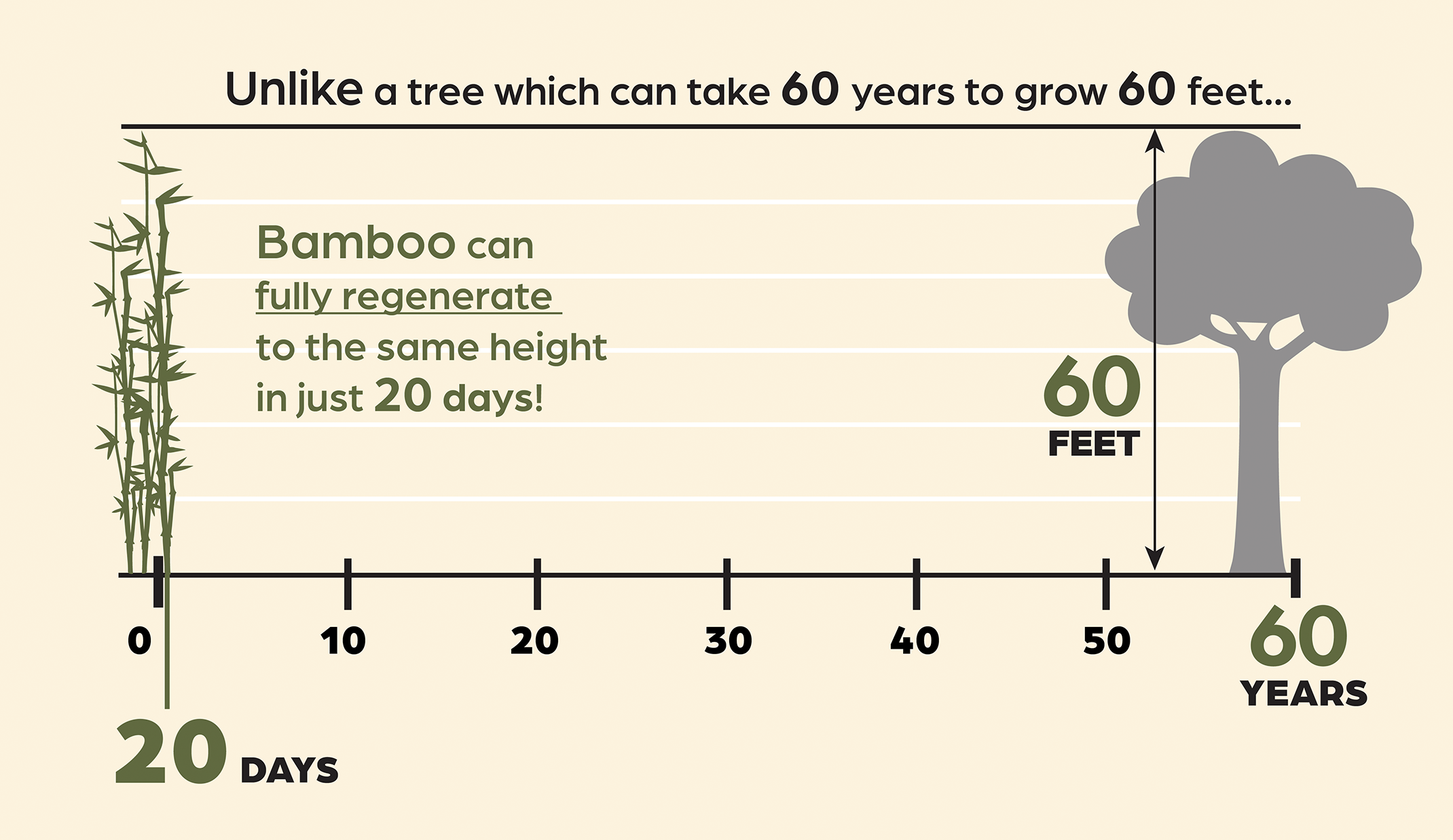 Unlike a tree which can take 60 years to grow 60 feet, bamboo can fully regenerate to the same height in just 20 days.