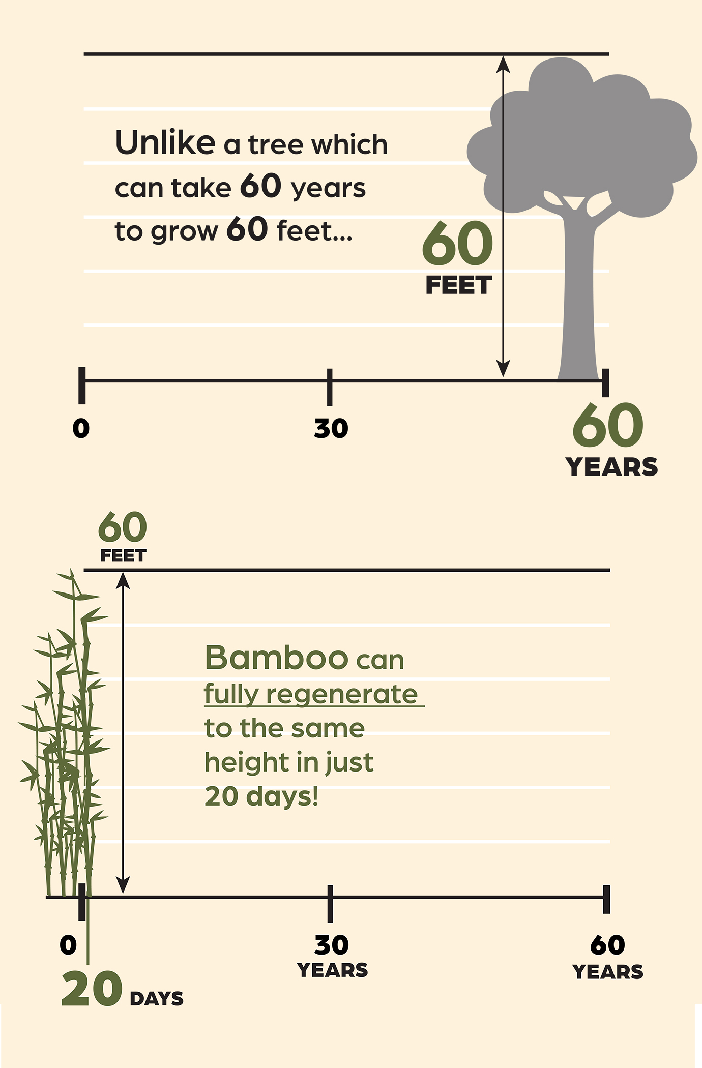 Unlike a tree which can take 60 years to grow 60 feet, bamboo can fully regenerate to the same height in just 20 days.